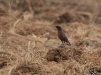 Sooty Chat (Myrmecocichla nigra) female