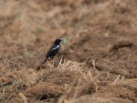 Sooty Chat (Myrmecocichla nigra) male