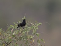 Sooty Chat (Myrmecocichla nigra) male
