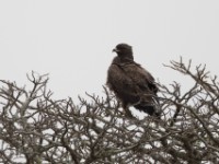 Wahlberg's Eagle (Hieraaetus wahlbergi)