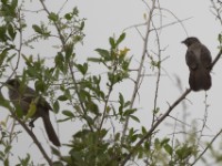 Arrow-marked Babbler (Turdoides jardineii)