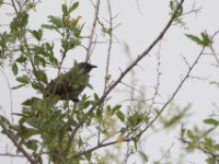 Arrow-marked Babbler (Turdoides jardineii)