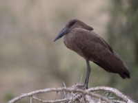 Hamerkop (Scopus umbretta)