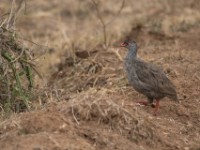 Red-necked Spurfowl (Pternistis afer)