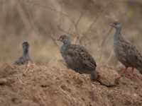 Red-necked Spurfowl (Pternistis afer)