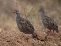 Red-necked Spurfowl (Pternistis afer)