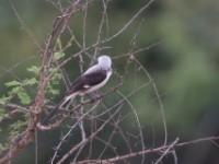 Grey-backed Fiscal (Lanius excubitoroides)