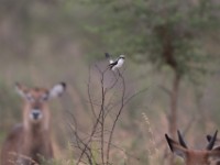 Grey-backed Fiscal (Lanius excubitoroides)