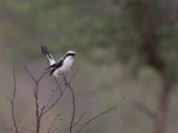 Grey-backed Fiscal (Lanius excubitoroides)