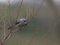 Black-lored Babbler (Turdoides sharpei)