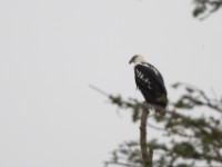 African Fish Eagle (Haliaeetus vocifer)