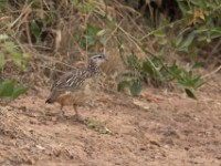 Crested Francolin (Dendroperdix sephaena)