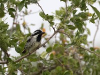 Spot-flanked Barbet (Tricholaema lacrymosa)