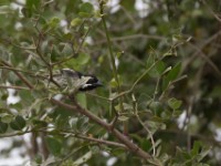 Spot-flanked Barbet (Tricholaema lacrymosa)