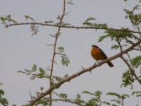 White-browed Robin-Chat (Cossypha heuglini)