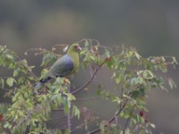 African Green Pigeon (Treron calvus)