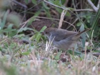 Trilling Cisticola (Cisticola woosnami)