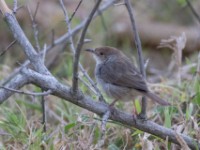 Trilling Cisticola (Cisticola woosnami)