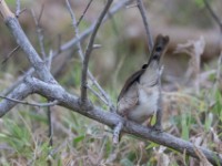 Trilling Cisticola (Cisticola woosnami)