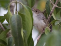 Trilling Cisticola (Cisticola woosnami)