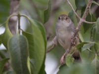 Trilling Cisticola (Cisticola woosnami)