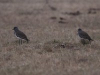 Senegal Lapwing (Vanellus lugubris)