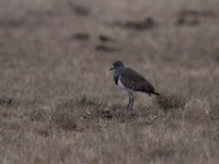 Senegal Lapwing (Vanellus lugubris)