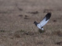 Senegal Lapwing (Vanellus lugubris)