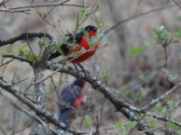 Black-headed Gonolek (Laniarius erythrogaster)