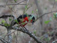Black-headed Gonolek (Laniarius erythrogaster)