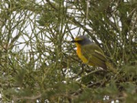Orange-breasted Bushshrike (Chlorophoneus sulfureopectus)