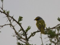 Orange-breasted Bushshrike (Chlorophoneus sulfureopectus)