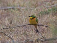 Little Bee-eater (Merops pusillus)