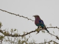 Lilac-breasted Roller (Coracias caudatus)