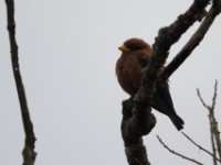 Broad-billed Roller (Eurystomus glaucurus)