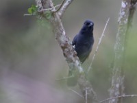 Northern Black Flycatcher (Melaenornis edolioides)