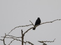 Northern Black Flycatcher (Melaenornis edolioides)