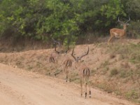 Impala (Aepyceros melampus)