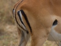 Impala (Aepyceros melampus)