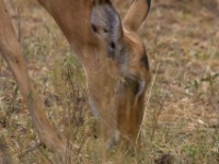 Impala (Aepyceros melampus)