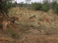 Impala (Aepyceros melampus)