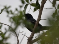 Slate-colored Boubou (Laniarius funebris)