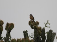 African Thrush (Turdus pelios)