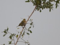 Weaver sp.