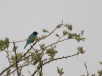 Greater Blue-eared Starling (Lamprotornis chalybaeus)