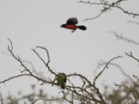 Meyer's Parrot (Poicephalus meyeri) Black-headed Gonolek (Laniarius erythrogaster)