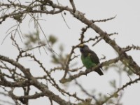 Meyer's Parrot (Poicephalus meyeri)