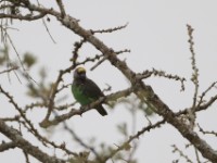 Meyer's Parrot (Poicephalus meyeri)