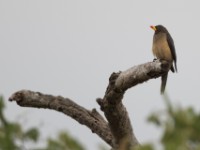 Yellow-billed Oxpecker (Buphagus africanus)