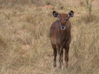 Waterbuck (Kobus ellipsiprymnus)